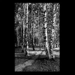 71-264 — Берёзовый лес. Пейзаж природный