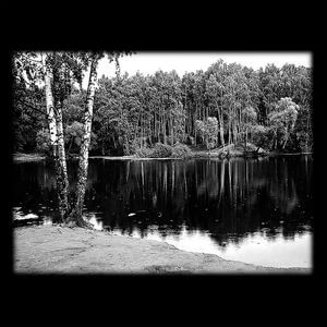 71-266 — Берёза у водоёма. Чёрно-белая гравировка