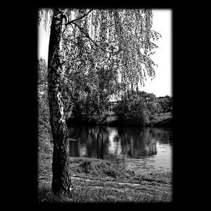 71-278 — Береза у воды